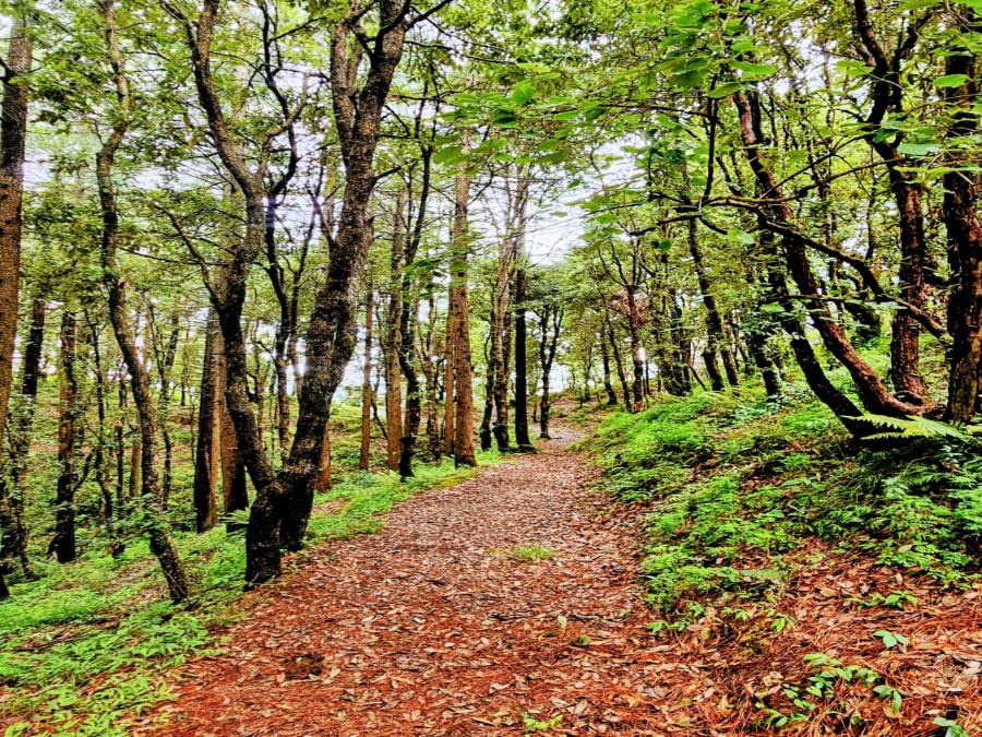 Forest trekking trail near Chail