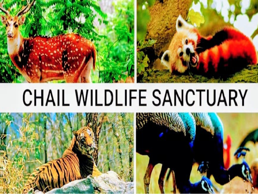 Chail Wildlife and Fauna